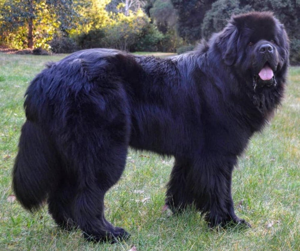 Newfoundland Dog Breed Image 15