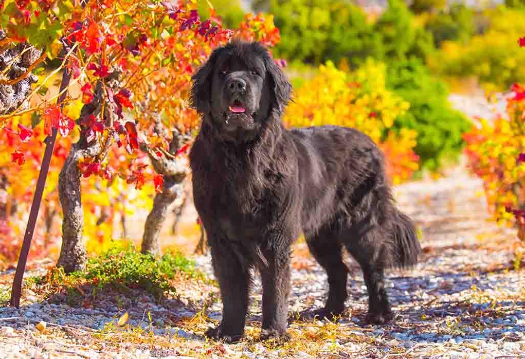 Newfoundland Dog Breed Image 16