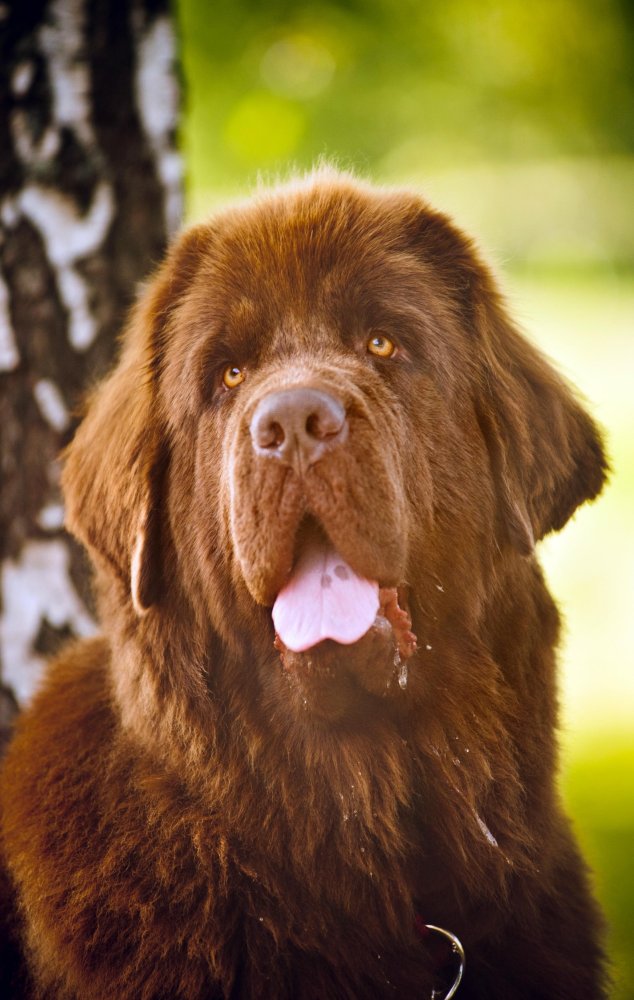 Newfoundland Dog Breed Image 19