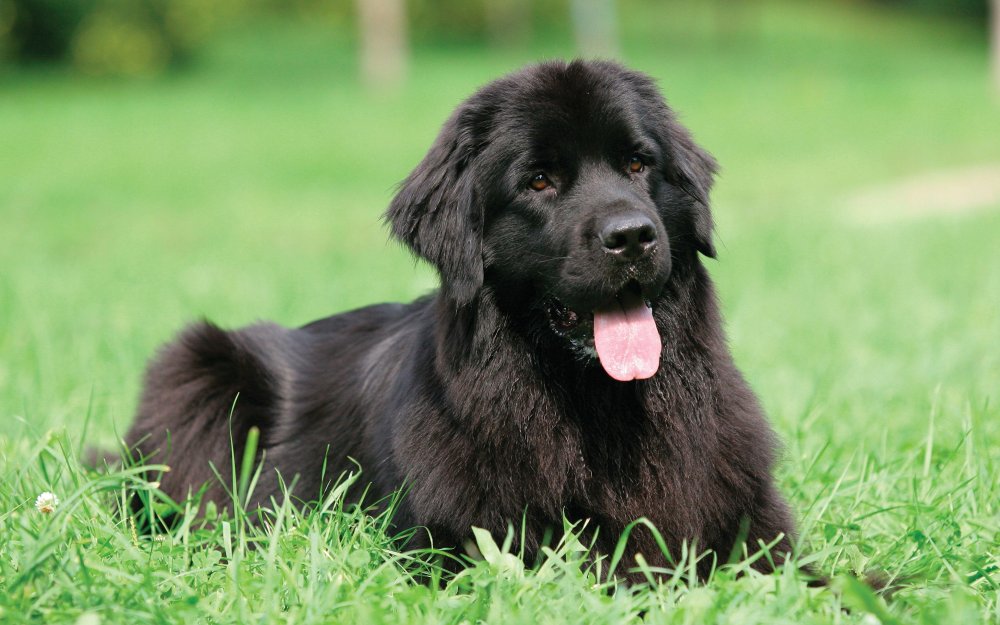 Newfoundland Dog Breed Image 2