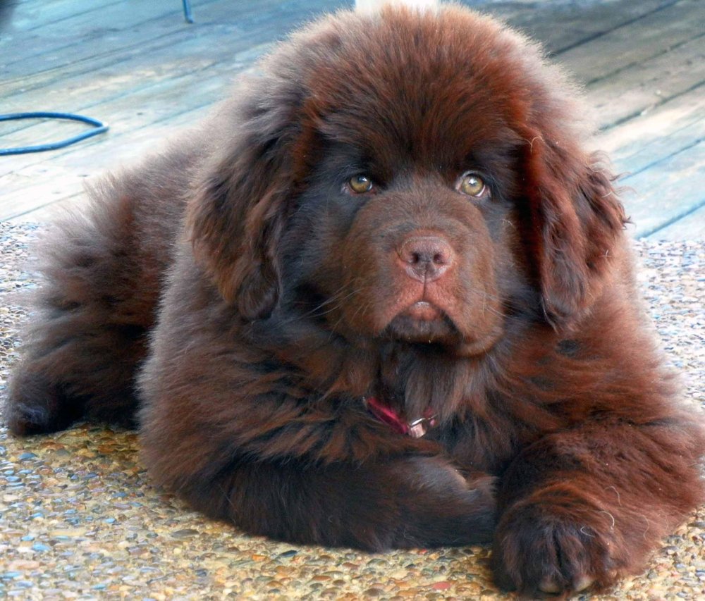 Newfoundland Dog Breed Image 6