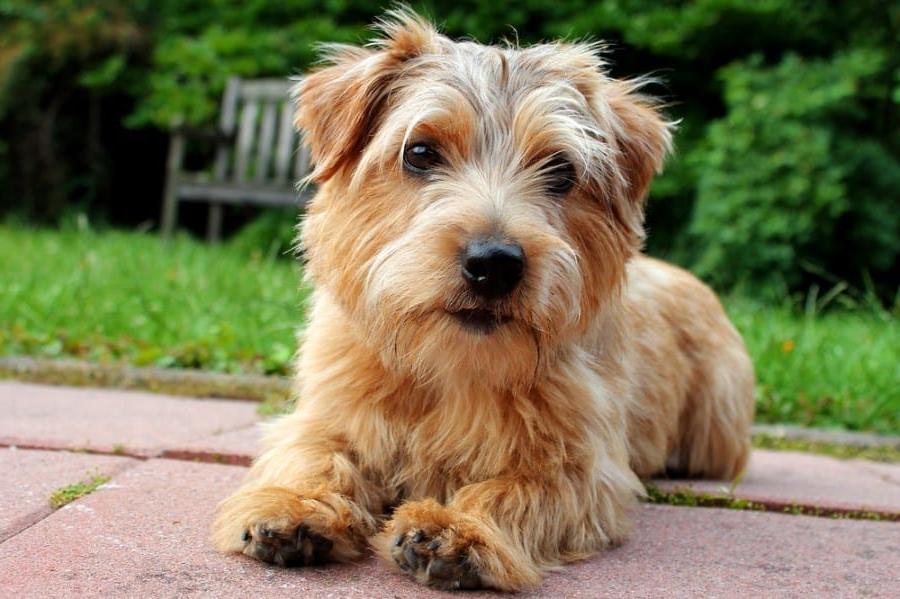 Norfolk Terrier Dog Breed Image 1