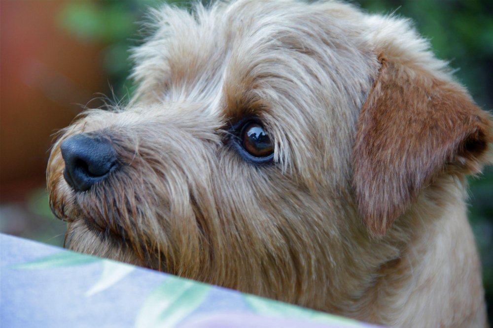 Norfolk Terrier Dog Breed Image 10