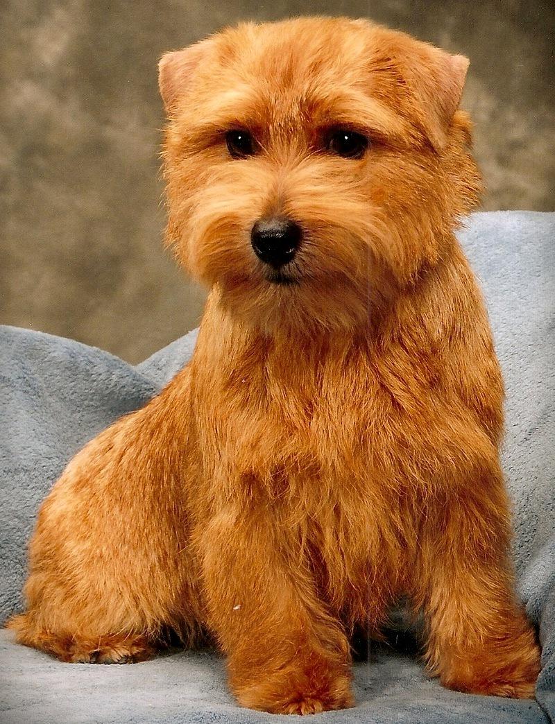 Norfolk Terrier Dog Breed Image 16