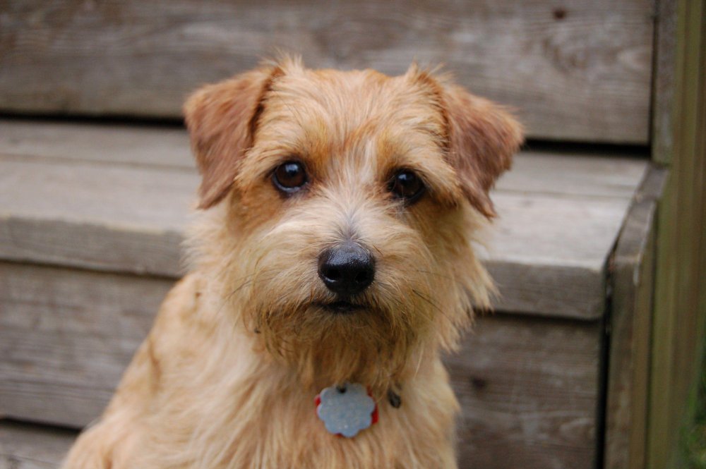 Norfolk Terrier Dog Breed Image 2