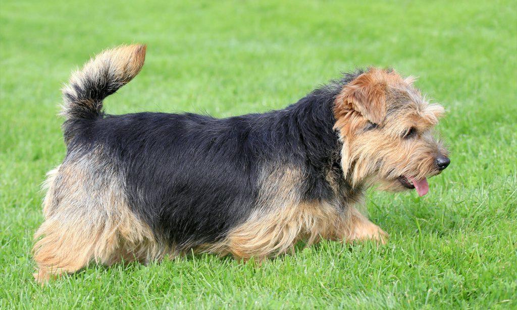 Norfolk Terrier Dog Breed Image 20