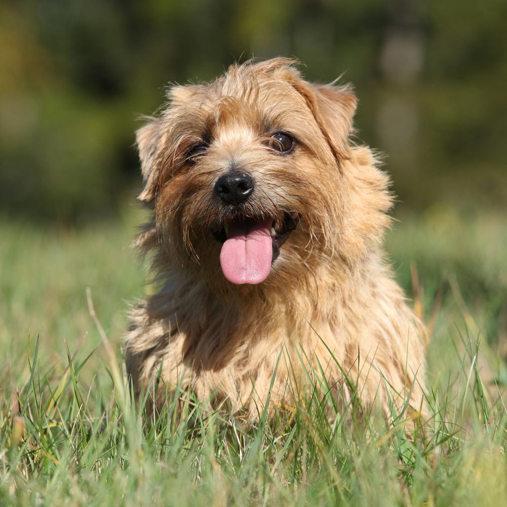 Norfolk Terrier Dog Breed Image 3