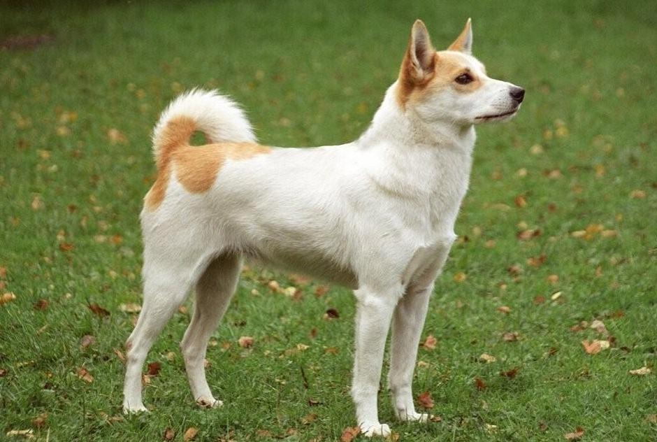 Norrbottenspets Dog Breed Image 1