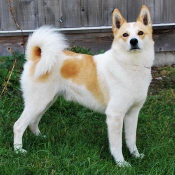 Norrbottenspets Dog Breed Image 14