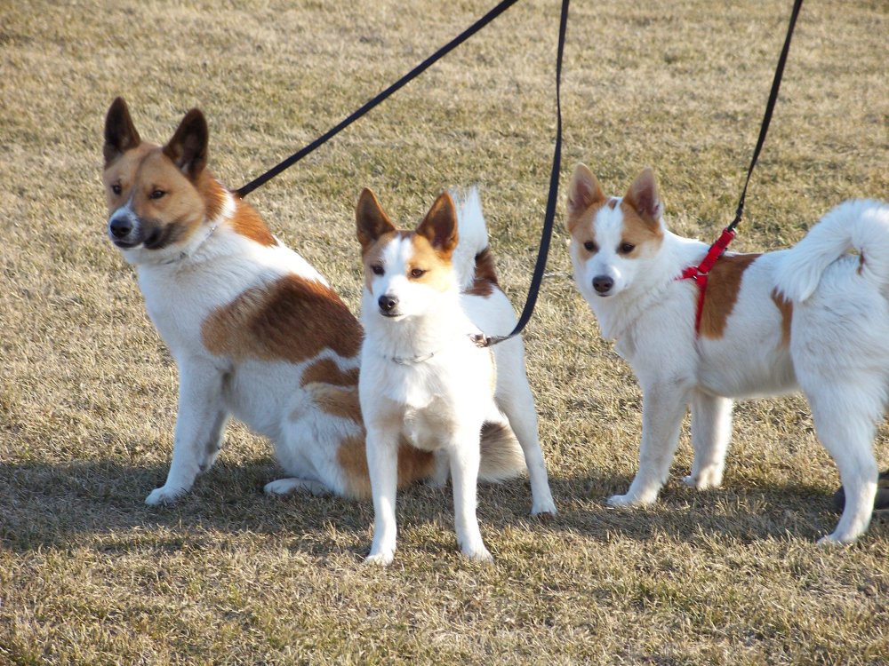 Norrbottenspets Dog Breed Image 15