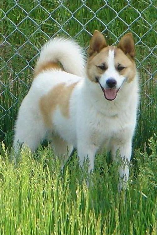 Norrbottenspets Dog Breed Image 19