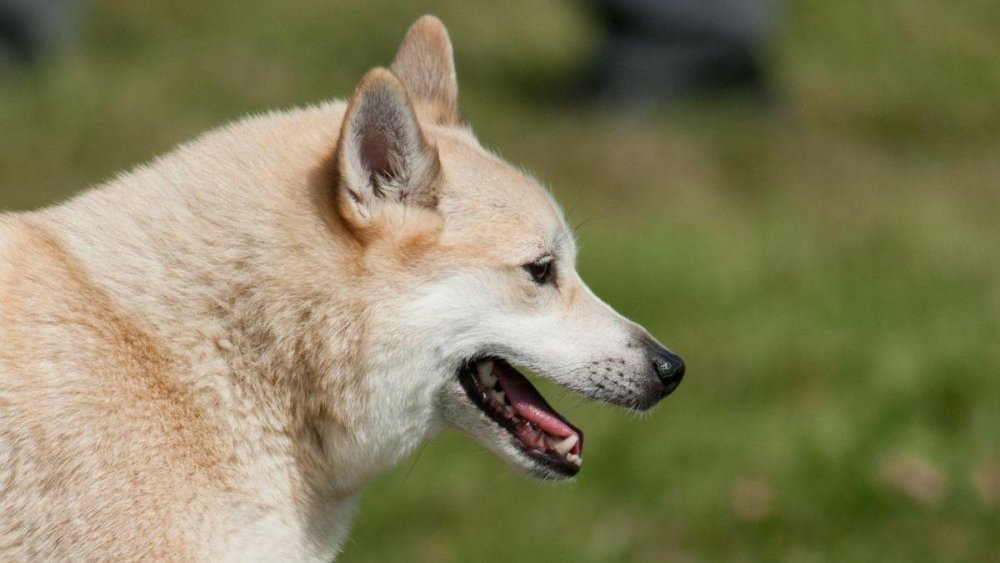 Norwegian Buhund Dog Breed Image 14