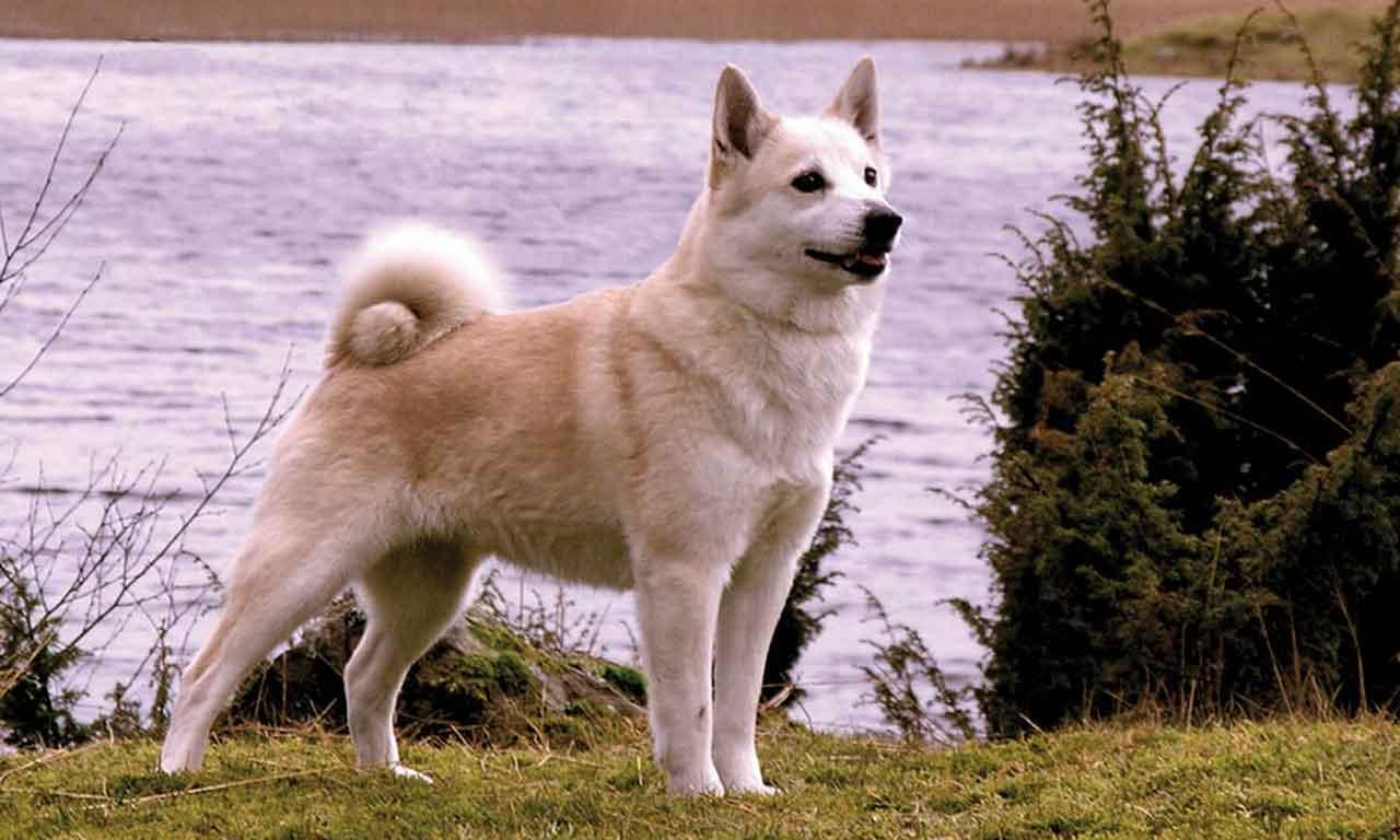 Norwegian Buhund Dog Breed Image 15