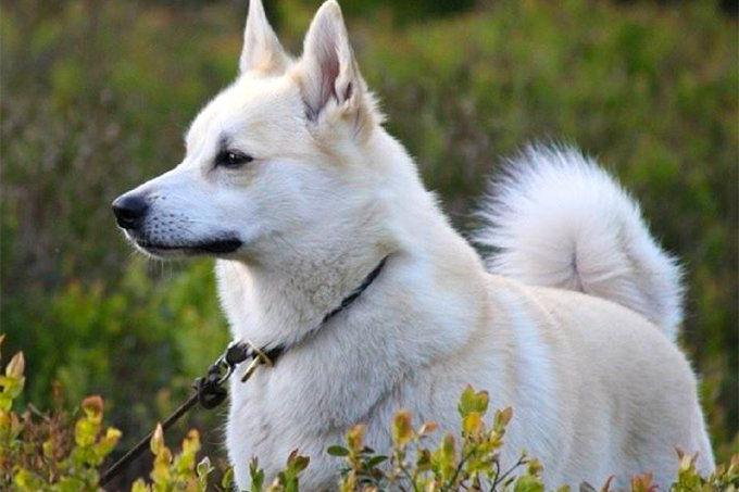 Norwegian Buhund Dog Breed Image 17