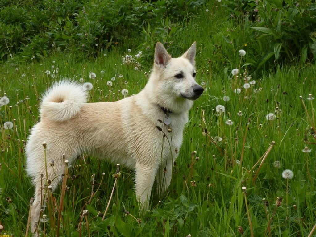 Norwegian Buhund Dog Breed Image 3