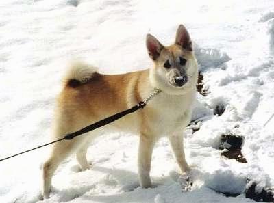 Norwegian Buhund Dog Breed Image 6