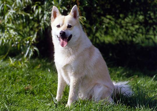 Norwegian Buhund Dog Breed Image 8