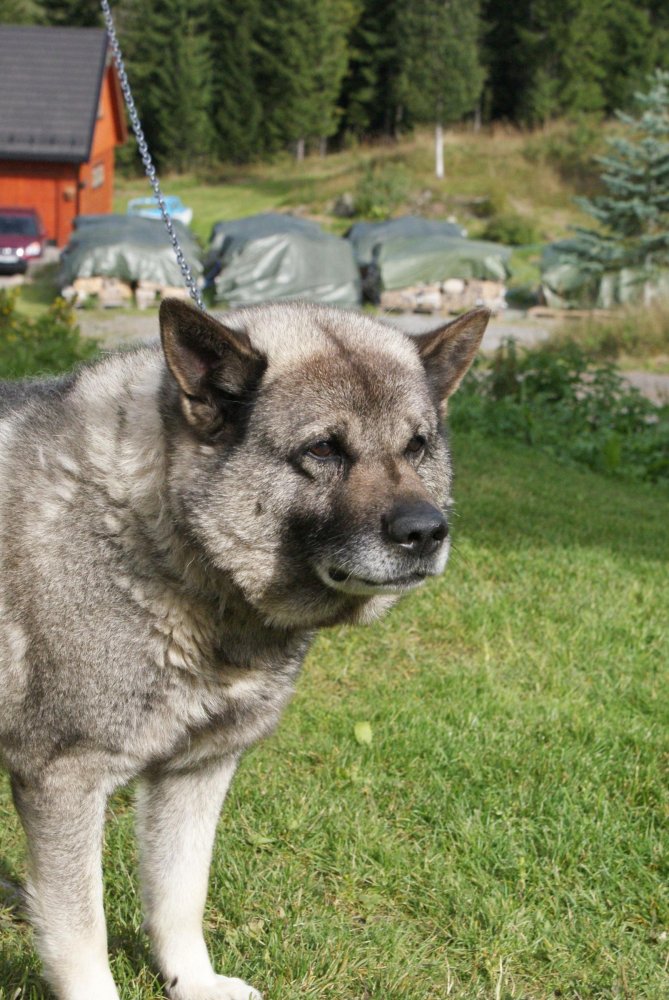 Norwegian Elkhound Dog Breed Image 10