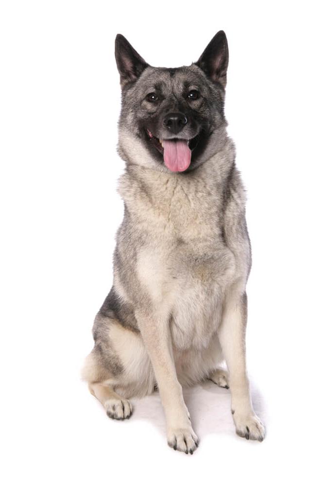 Norwegian Elkhound Dog Breed Image 7