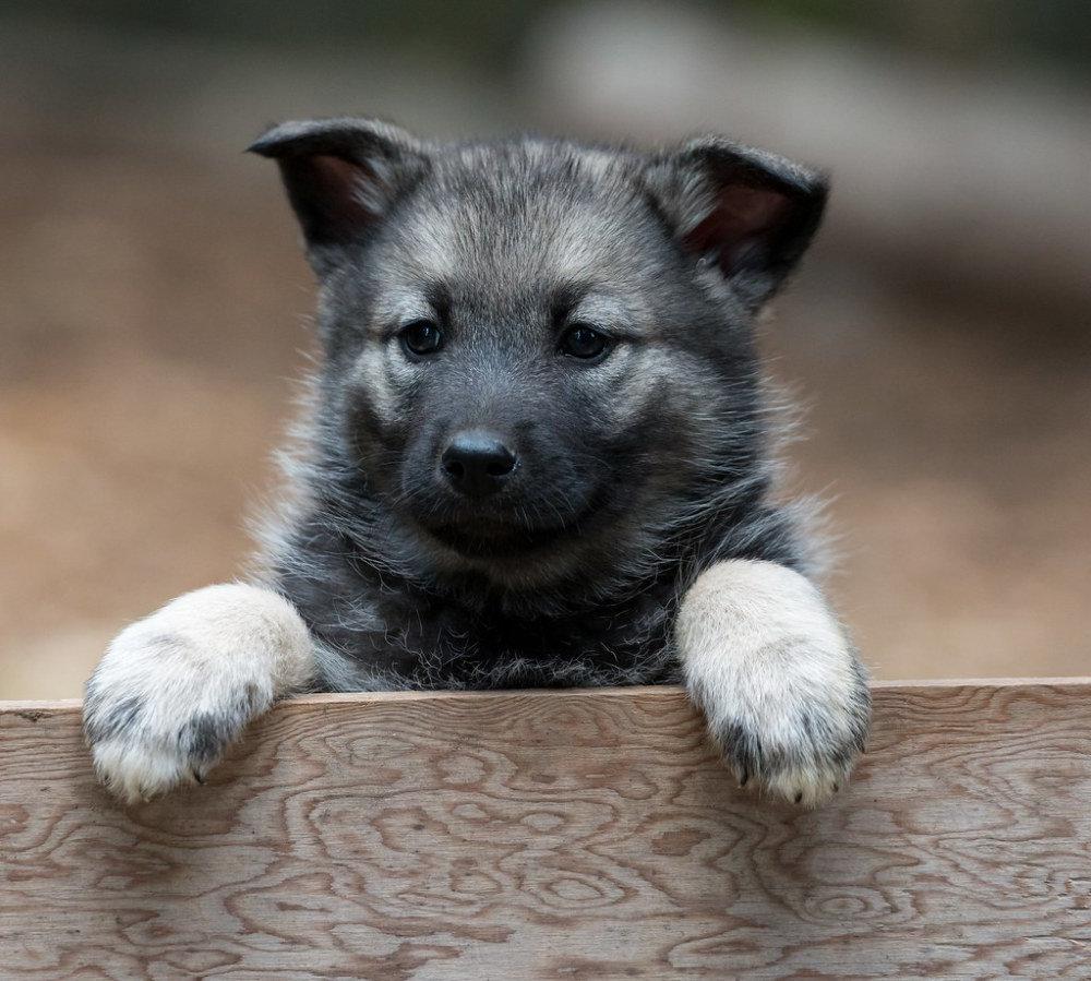 Norwegian Elkhound Dog Breed Image 8