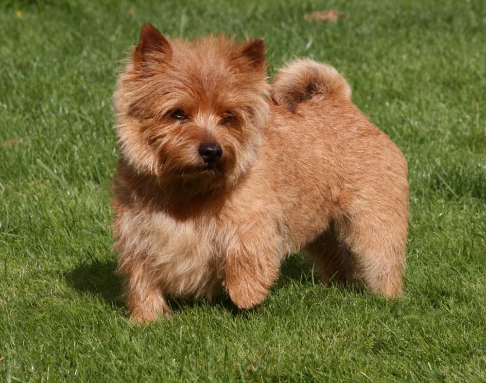 Norwich Terrier Dog Breed Image 1