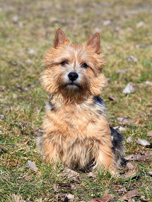 Norwich Terrier Dog Breed Image 13