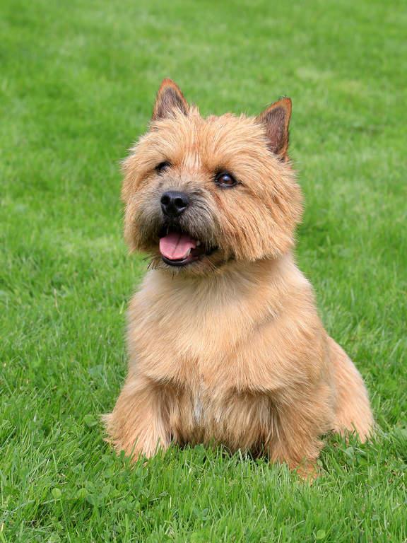 Norwich Terrier Dog Breed Image 16