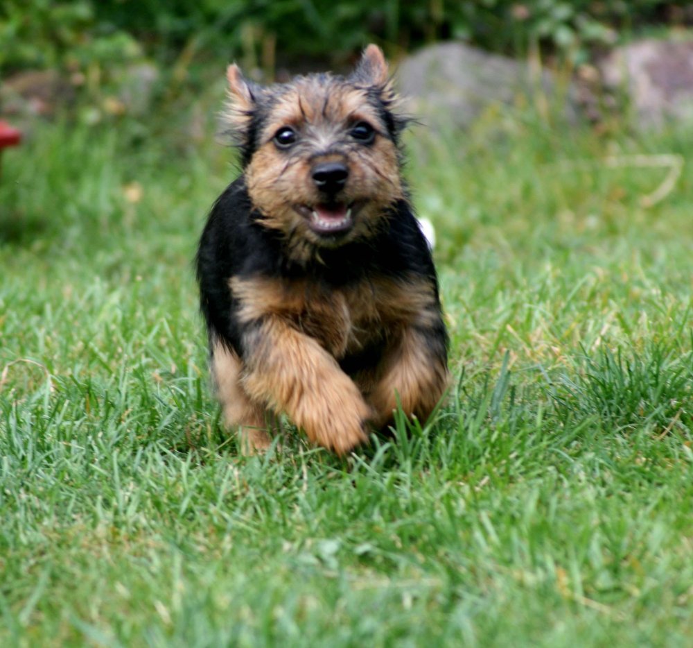 Norwich Terrier Dog Breed Image 2