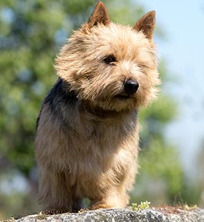 Norwich Terrier Dog Breed Image 3