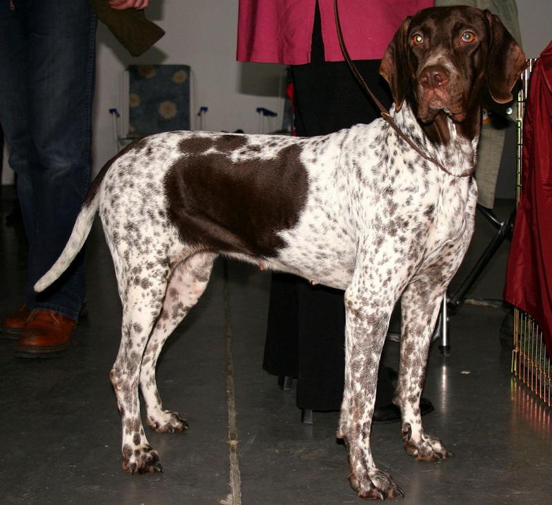 Old Danish Pointer Dog Breed Image 1