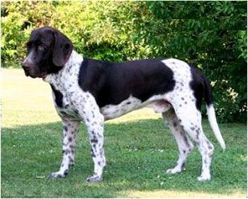 Old Danish Pointer Dog Breed Image 12