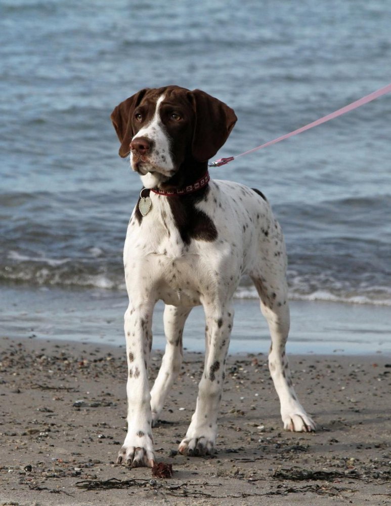 Old Danish Pointer Dog Breed Image 13