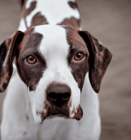 Old Danish Pointer Dog Breed Image 14