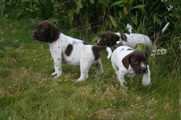 Old Danish Pointer Dog Breed Image 16