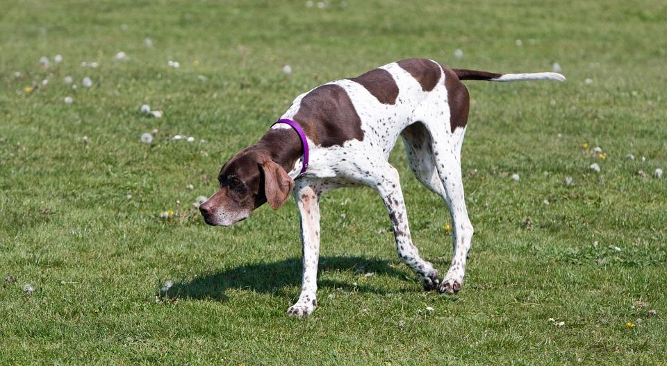 Old Danish Pointer Dog Breed Image 3