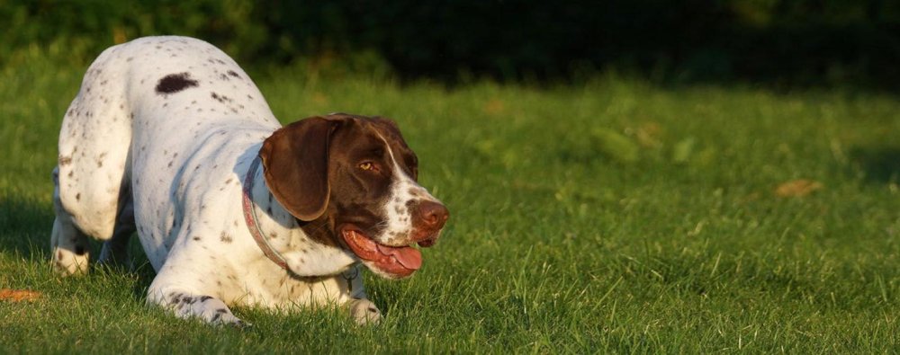 Old Danish Pointer Dog Breed Image 8