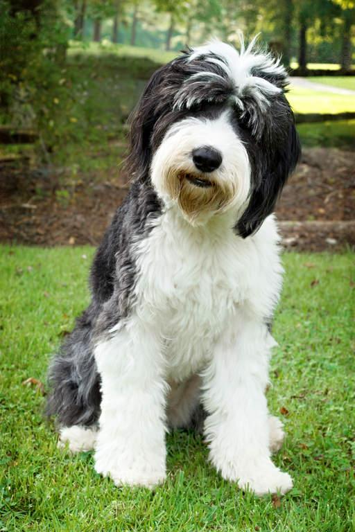 Old English SheepDog Breed Image 10