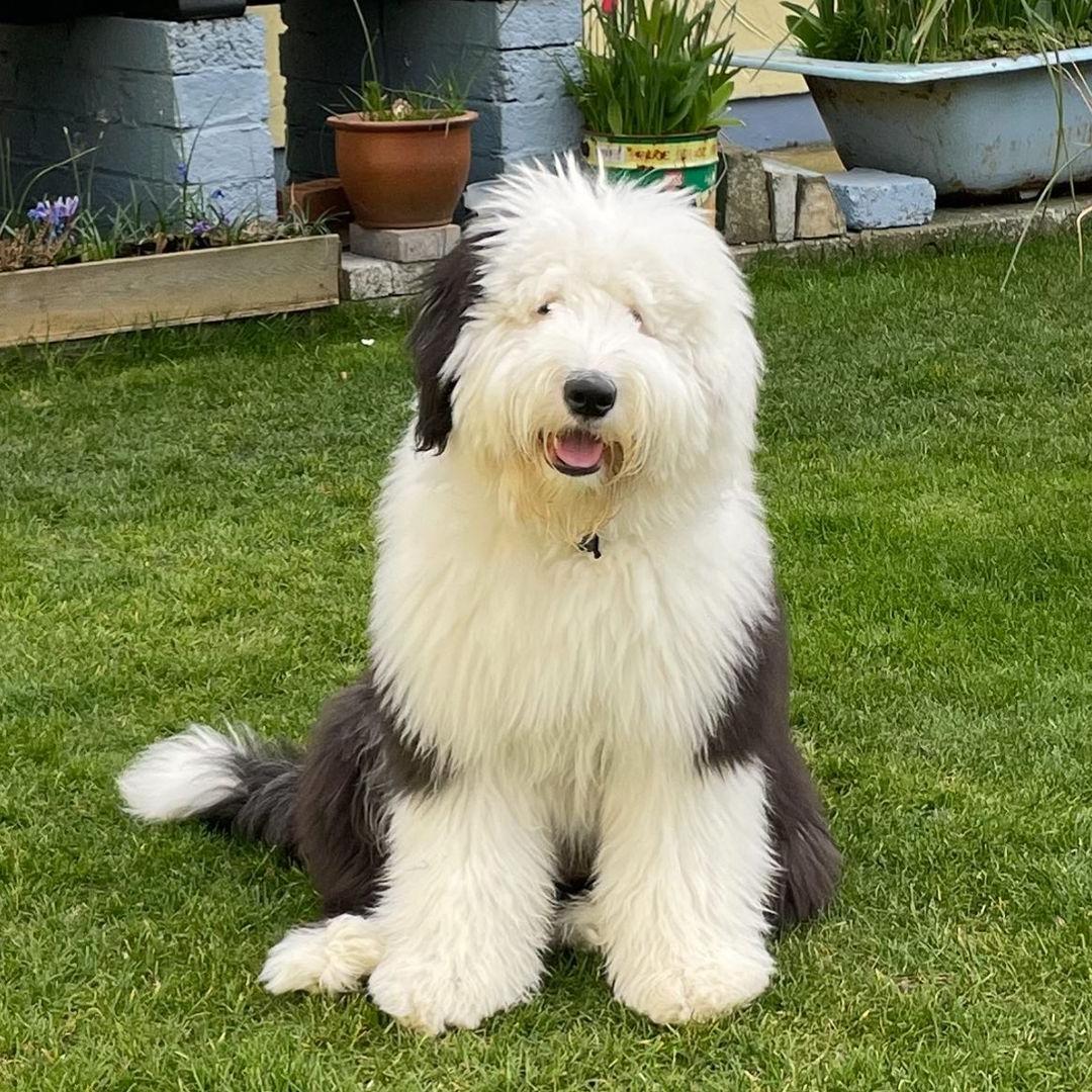 Old English SheepDog Breed Image 11