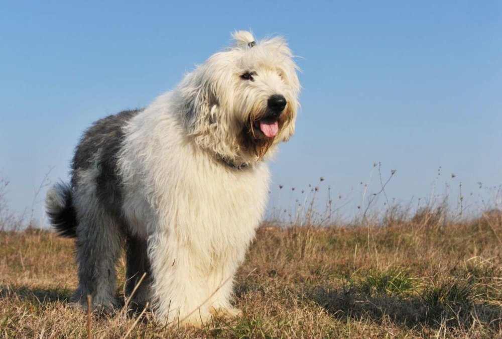 Old English SheepDog Breed Image 14