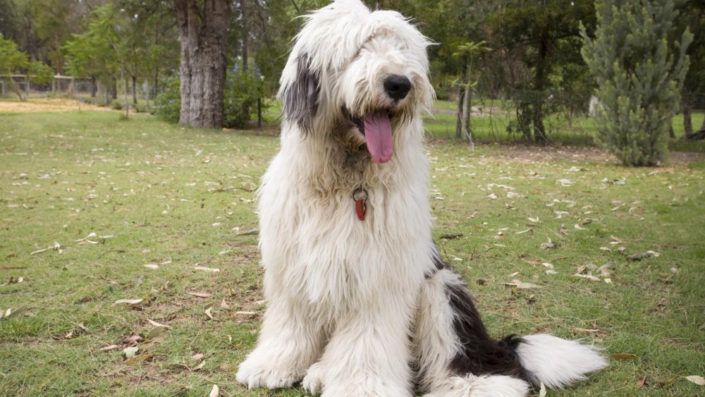 Old English SheepDog Breed Image 16