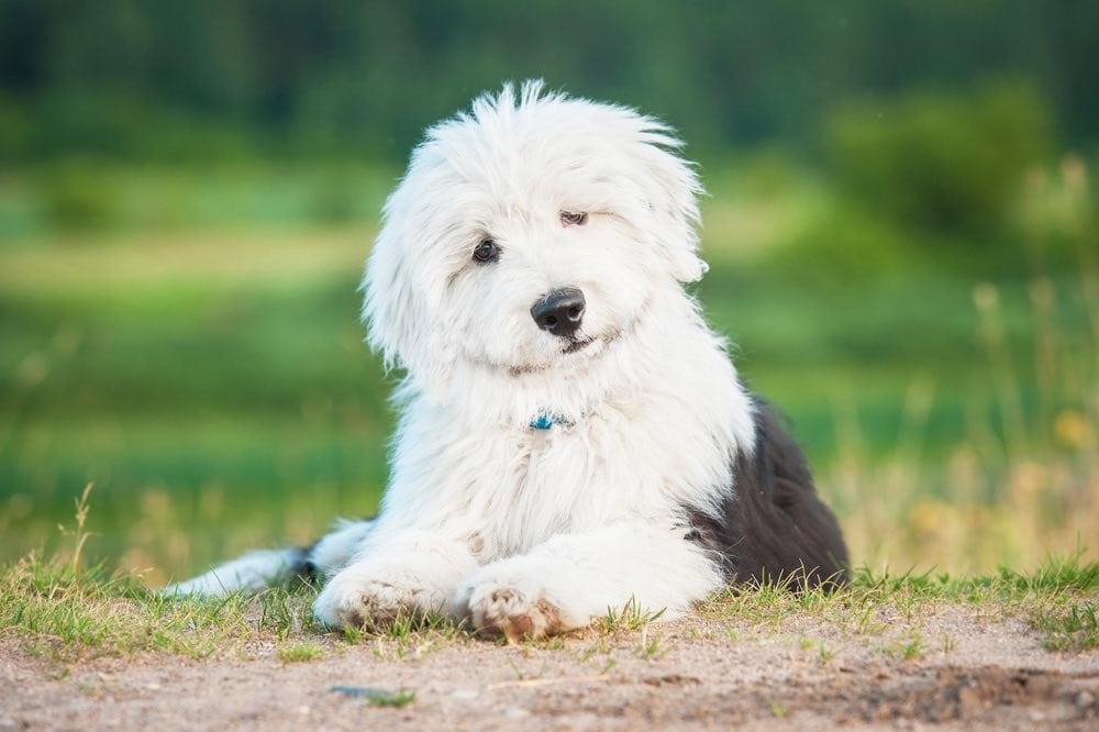 Old English SheepDog Breed Image 4