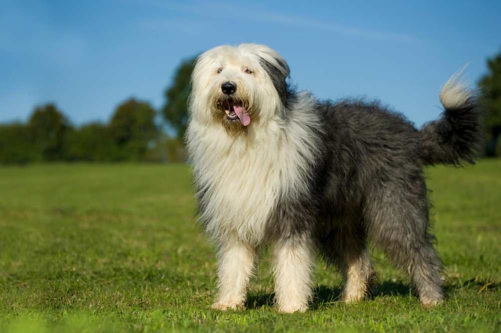 Old English SheepDog Breed Image 6