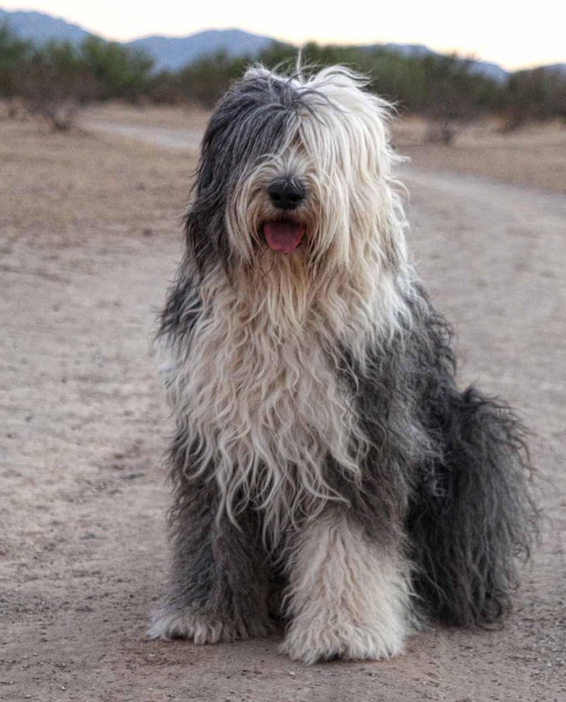 Old English SheepDog Breed Image 7