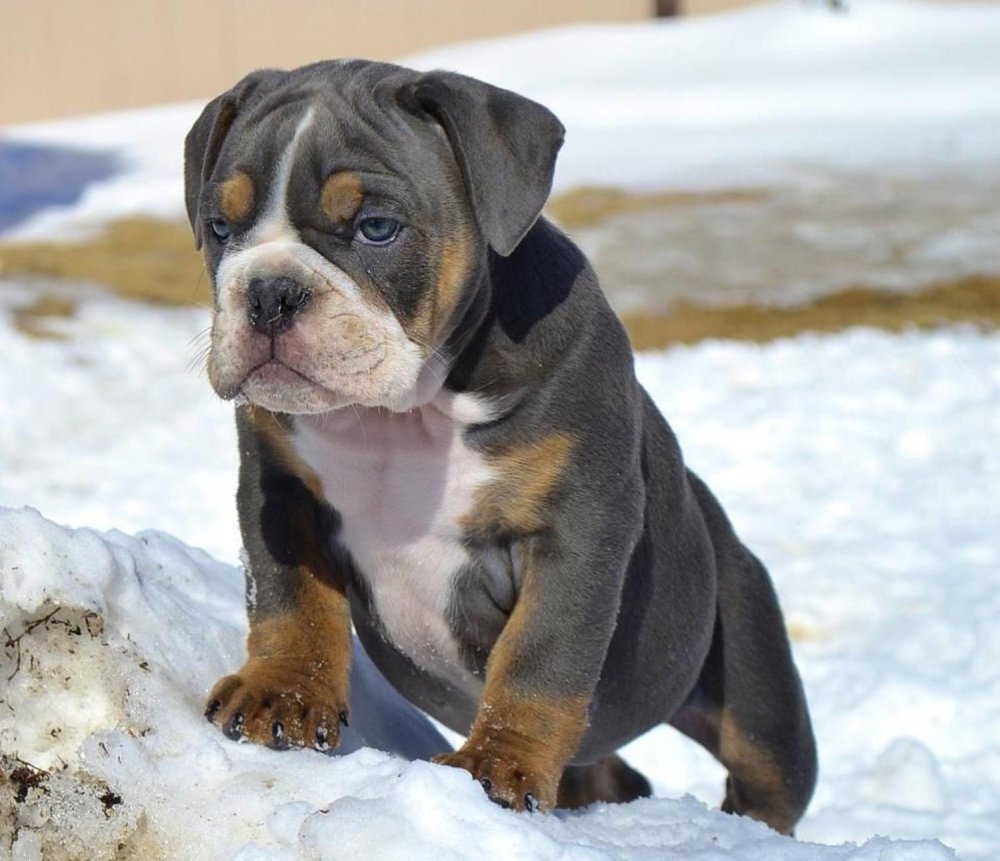 Olde English Bulldogge Dog Breed Image 10