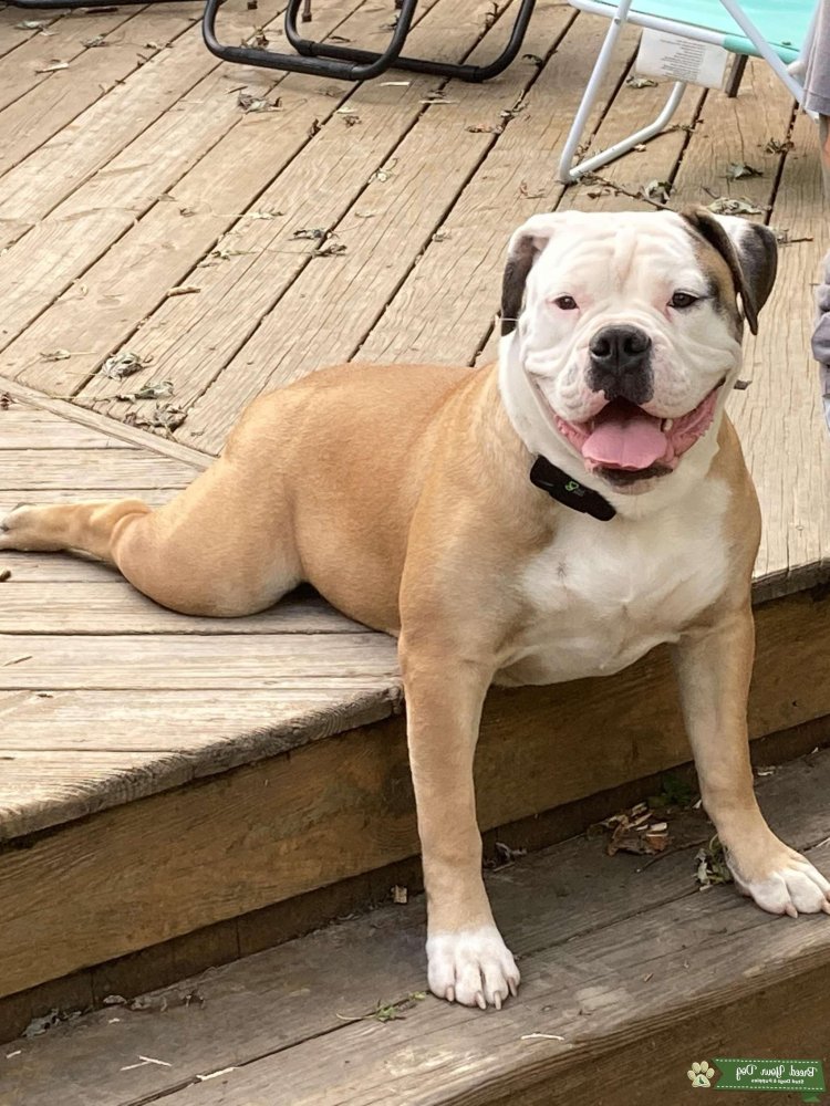 Olde English Bulldogge Dog Breed Image 14