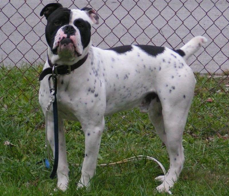 Olde English Bulldogge Dog Breed Image 16