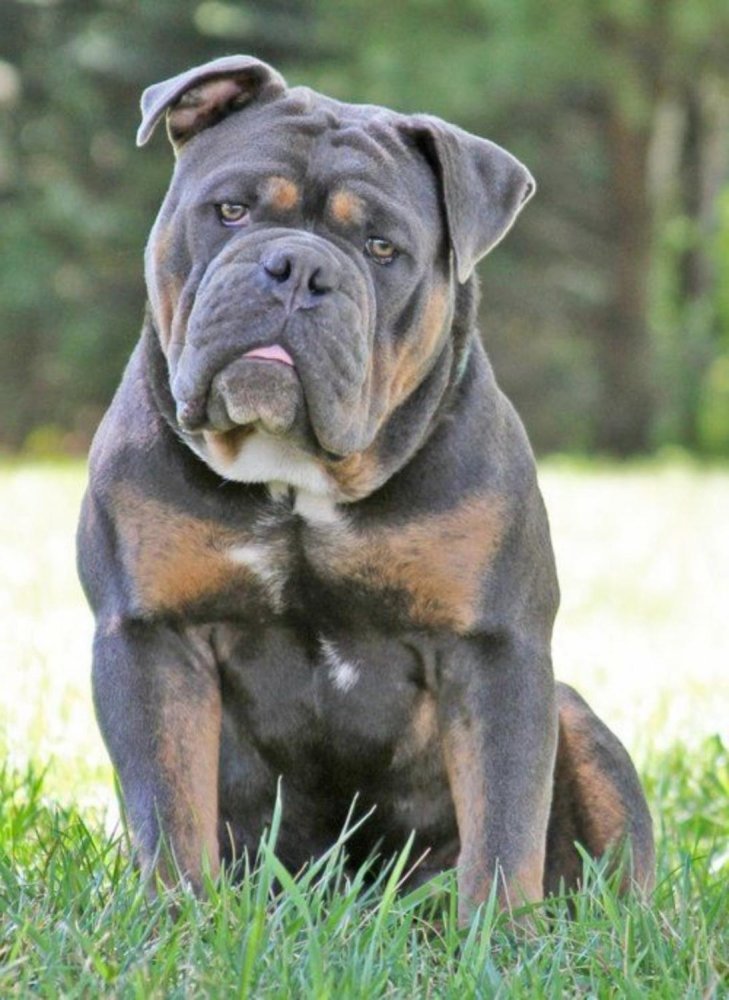 Olde English Bulldogge Dog Breed Image 4