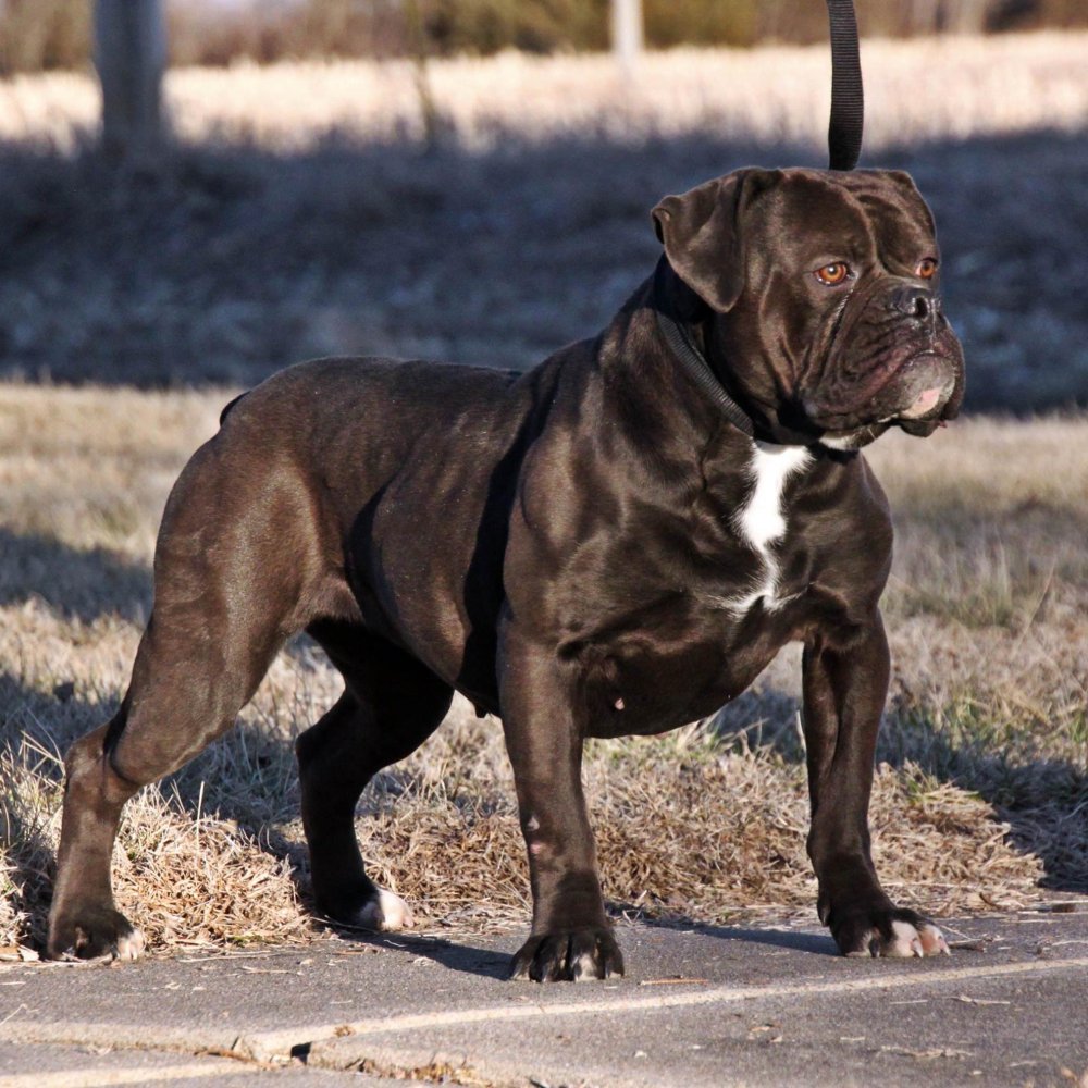 Olde English Bulldogge Dog Breed Image 5