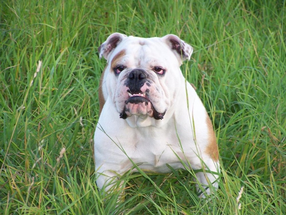 Olde English Bulldogge Dog Breed Image 6