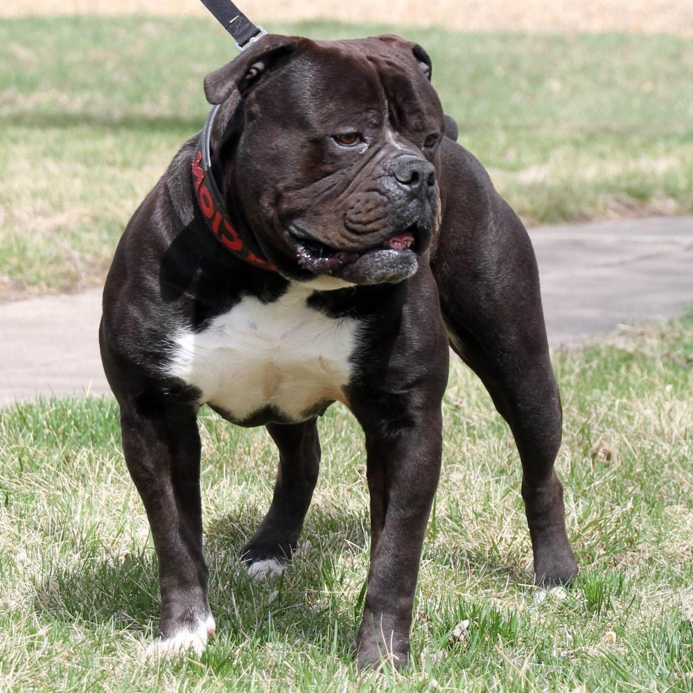 Olde English Bulldogge Dog Breed Image 7